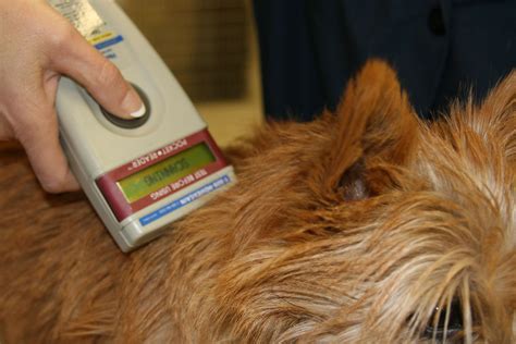 pet id microchip scanner